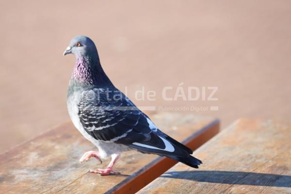pigeon on top of a table 2023 11 27 05 25 17 utc