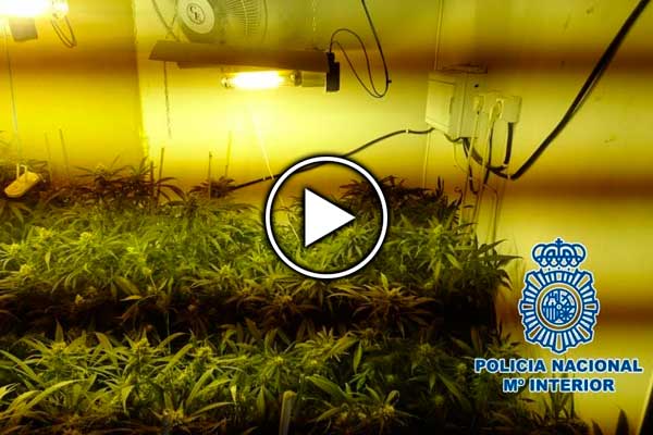 marihuana video policia