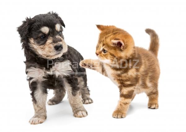 puppy and ginger kitten ps9efrk
