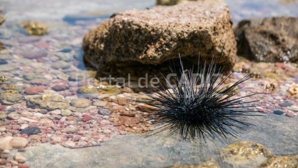 sea urchin t20 graaym
