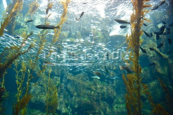 school of sardines add silver sparkle to the kelp exhibit at the california science center t20 newzpk