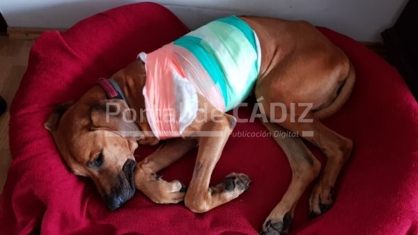 bandaged dog sleeping and recovering in his bed after a heart surgery t20 bxlwem