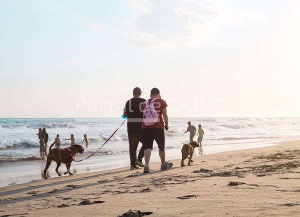 couple walking dogs on the beach t20 yv7bkw