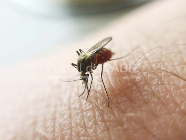 macro of mosquito sucking blood 2022 03 23 22 00 52 utc