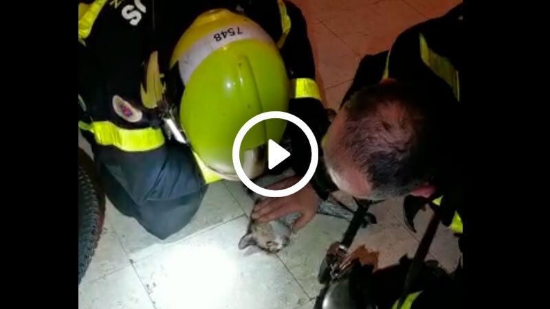 bomberos salvan gato