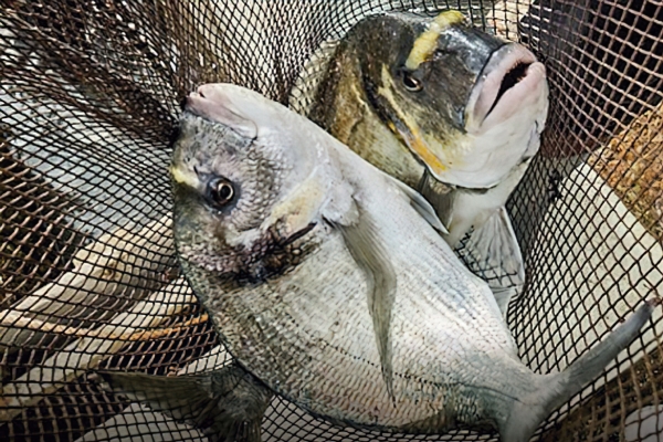 pescado de estero imagen extraida del cartel noviembre mes de los esteros 1