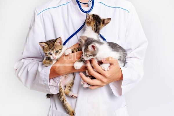 kittens are being examined at a veterinary clinic portrait of an animal kitten t20 rj6nvm