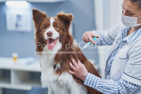 brown border collie dog during visit in vet 2022 03 17 04 25 37 utc