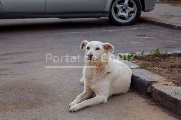 sad homeless dog stray dogs on the street 2022 11 12 10 53 29 utc