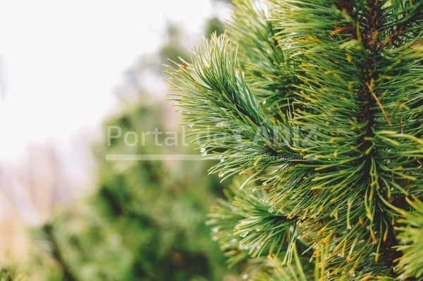 close up shot of pine leaves 2022 11 15 14 20 27 utc