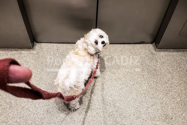 Rescatan un perro que cayó por el hueco de un ascensor en Rota