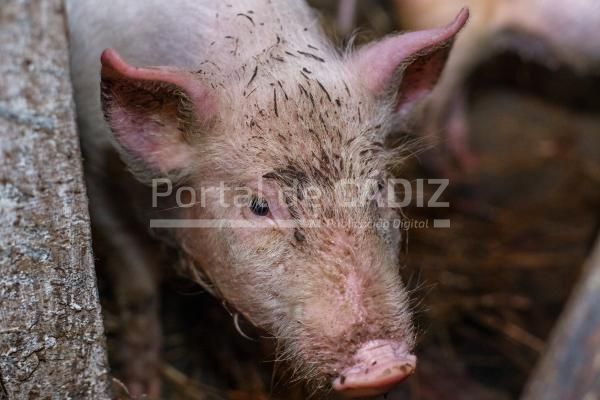 happy dirty pig reveling in mud little smiling pi 2022 04 07 17 26 20 utc