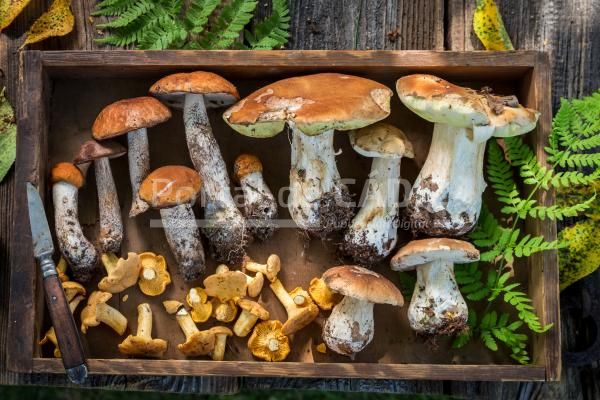 top view of edible wild mushrooms in wooden box 2022 04 05 18 02 09 utc