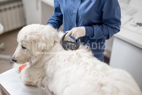 veterinarian checking microchip implant under shee 2021 09 04 07 49 24 utc